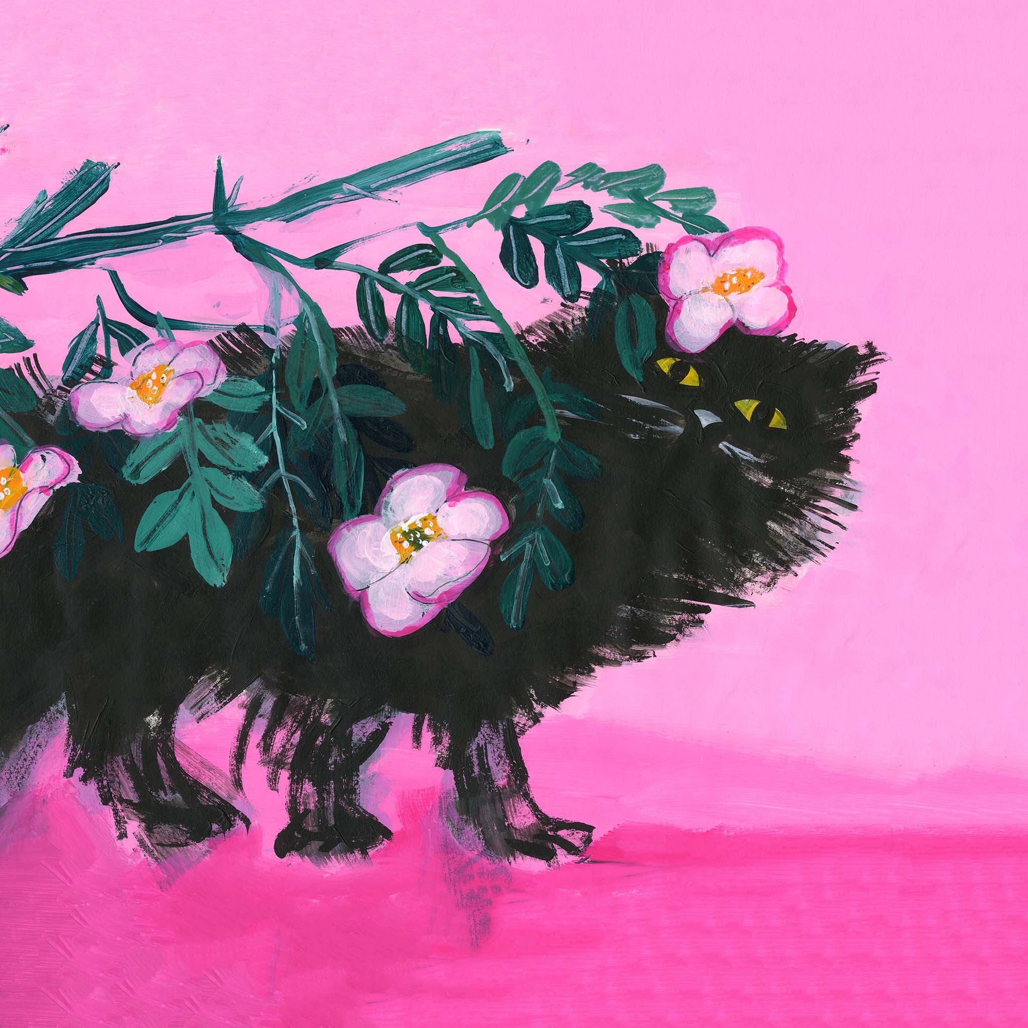 Hvor katten er katten?